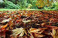 Ground level view of fallen autumn leaves, with green woodland in the background