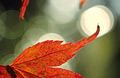 Orange-red autumn leaf with intersecting soft-focus highlights in the background