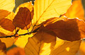 Back-lit golden-yellow beech leaves in autumn