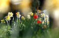 Impressionist view of red tulips and white daffodils in an English churchyard in spring sunshine, with out of focus shapes