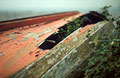 Derelict upturned old boat with foliage growing through a large hole in the hull, and faded peeling red paint