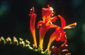 Red freesia, close up