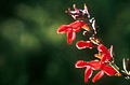 Red freesia, close up