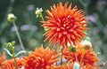 Red dahlia (semi-cactus)