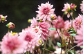 Pink dahlias