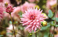 Pink dahlia