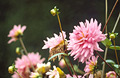 Pink dahlias