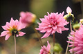 Pink dahlia