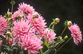 Pink dahlias