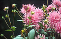 Pink dahlias