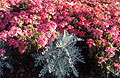 Senecio maritima (Silver Dust)