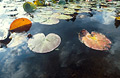 Lilypads and a strong reflection of a cloudy blue sky in still water