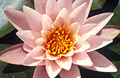 Waterlily flower