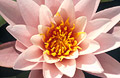 Waterlily flower