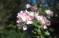 Pink blossom, medium close-up, against a soft-focus background Pink blossom, medium close-up, against a soft-focus background