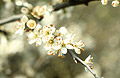 White blossom, medium close-up, against a soft-focus background