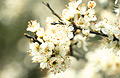 White blossom, medium close-up, against a soft-focus background White blossom, medium close-up, against a soft-focus background