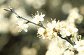 White blossom, medium close-up, against a soft-focus background White blossom, medium close-up, against a soft-focus background