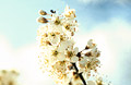 White blossom, medium close-up, against soft clouds in a blue sky White blossom, medium close-up, against soft clouds in a blue sky