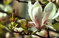 Magnolia in flower