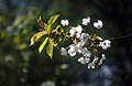 Pink blossom against a dark soft focus background