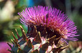 Thistle head