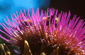 Thistle head, close up