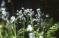 Sunlit bluebells in an English wood, against a very dark background