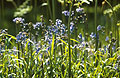 Sunlit bluebells in an English wood, against a dark background