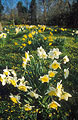 Yellow and white daffodils in the foreground, with yellows in the distance, in a sunny English garden in spring