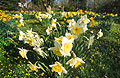 Yellow and white daffodils in the foreground, with yellows in the distance, in a sunny English garden in spring