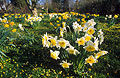 Yellow and white daffodils in the foreground, with yellows in the distance, in a sunny English garden in spring