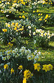 Clusters of yellow and yellow/white daffodils in the green lawn of a sunny English garden in springtime