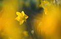 A single yellow daffodil in spring sunshine, seen through very soft focus flower heads in the foreground.