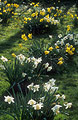 Clusters of yellow and yellow/white daffodils in the green lawn of a sunny English garden in springtime