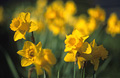 A cluster of yellow daffodils in springtime, medium close-up, against the green of a sunny English garden. Some flower heads sharp, some in soft focus.