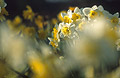 Yellow and white daffodils against a dark background in springtime, seen through very soft focus flower heads in the foreground