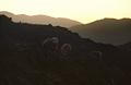 Three Herdwick sheep, the unique Lake District breed, outlined in low evening sun