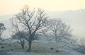 Stark winter trees in a cold landscape in the English Lake District