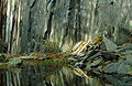 Reflections in the water in a small disused slate quarry near Grange, Borrowdale, in the English Lake District