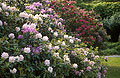 Rhododendron bushes in a garden in the English Lake District