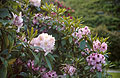 Close up of rhododendron flowers in a garden in the English Lake District