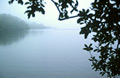 Misty view of the lake through oak leaves at the edge of Wastwater, in the English Lake District