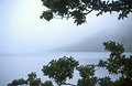Misty view of the lake through oak leaves at the edge of Wastwater, in the English Lake District