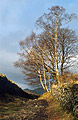 Silver birch trees and dry stone walls by a Lake District path in weak midwinter sun