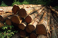 Logging in Ennerdale Forest in the English Lake District: a pile of stripped treetrunks waiting in the summer sun for transport