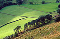 Looking down at trees and fields in Grisedale, near Patterdale in the English Lake District, at the start of the climb to Hellvellyn