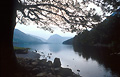 Looking into morning sun through the branches of a tree, and a reflection of the fells in the still surface of Buttermere lake, in the English Lake District