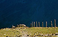 Fenceposts along Littledale Edge (between Robinson and Hindscarth) in the English Lake District, with the rockface of Fleetwith Pike in shadow in the background.