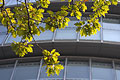 Looking up at windows of City Hall, London, with branches of a tree in the foreground. Building designed by Foster and Partners, and home to the GLA.